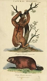 Three-toed sloth, Bradypus tridactylus