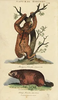 Three-toed sloth, Bradypus tridactylus Three-toed sloth, Bradypus tridactylus