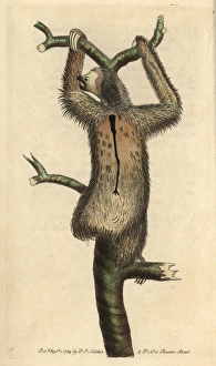 Three-toed sloth or pale-throated sloth, Bradypus Three-toed sloth or pale-throated sloth, Bradypus