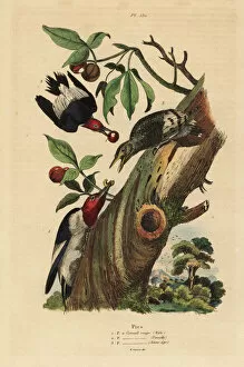 Three-toed woodpecker, Picoides tridactylus