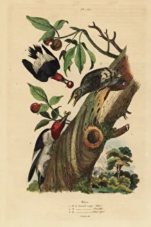 Fries Gallery: Three-toed woodpecker, Picoides tridactylus