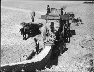 Threshing 1930S Threshing 1930S