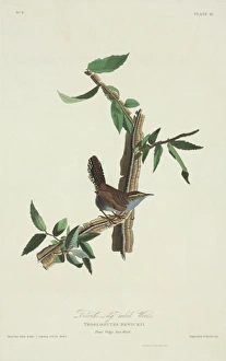 Thryomanes bewickii, Bewicks wren Thryomanes bewickii, Bewicks wren
