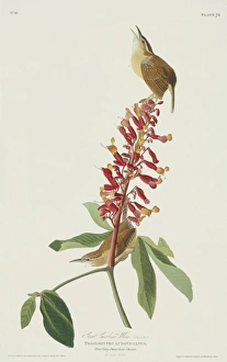 Bunting And American Sparrows Gallery: 