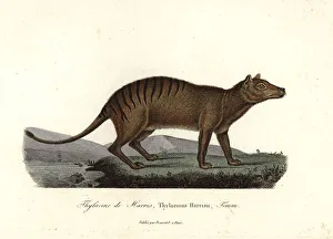 Thylacine, Thylacinus cynocephalus. Extinct Thylacine, Thylacinus cynocephalus. Extinct