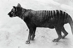 Archive Gallery: Thylacinus cynocephalus, thylacine