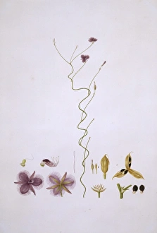Thysanotus patersonii, twining fringe-lily Thysanotus patersonii, twining fringe-lily