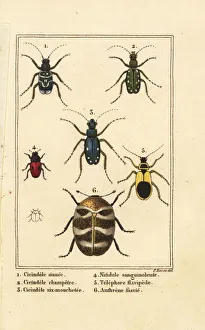 Tiger beetles, varied carpet beetle, etc Tiger beetles, varied carpet beetle, etc