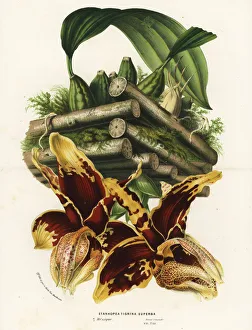 Tiger-like stanhopea orchid, Stanhopea tigrina Tiger-like stanhopea orchid, Stanhopea tigrina