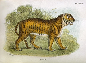 <b class=qtipBold><figcaption>Tiger / Lydekker C1860</figcaption></b><br>A tiger (panthera tigris).<br><em>© Mary Evans Picture Library</em> Tiger / Lydekker C1860