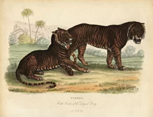 Acinonyx Gallery: Tiger, Panthera tigris, endangered