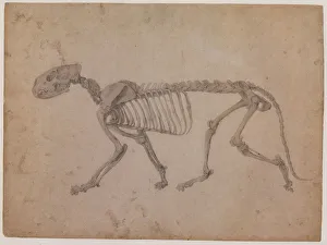 Tiger Skeleton, Lateral View Date: 1800 Tiger Skeleton, Lateral View Date: 1800