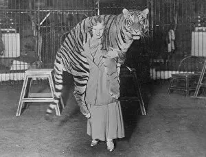 Giving Collection: Tiger Trainer 1930S