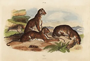 Tigers, Panthera tigris, endangered Tigers, Panthera tigris, endangered