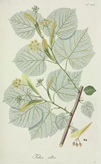 Tilia alba Tilia alba