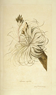 Tillandsia geminiflora Tillandsia geminiflora