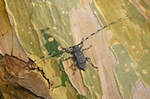 A Timberman beetle / Longhorn beetle, adult A Timberman beetle / Longhorn beetle, adult