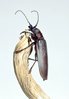 Titanus giganteus L., titan beetle Titanus giganteus L., titan beetle
