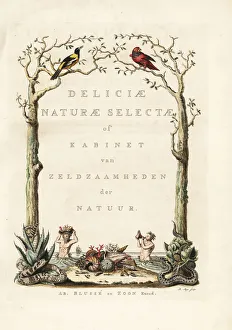 Title page with vignette from Knorr's Deliciae Title page with vignette from Knorr's Deliciae