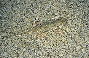 Toadheaded Agamid Lizard - uses its camouflage Toadheaded Agamid Lizard - uses its camouflage