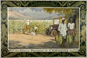 Plantations Gallery: Tobacco Plantation