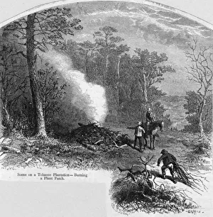 Plantations Gallery: Tobacco Plantation