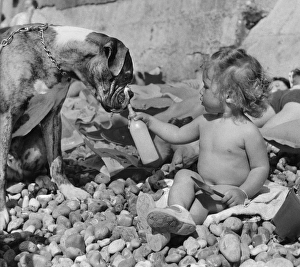 Toddler and boxer dog on pebbly beach Toddler and boxer dog on pebbly beach