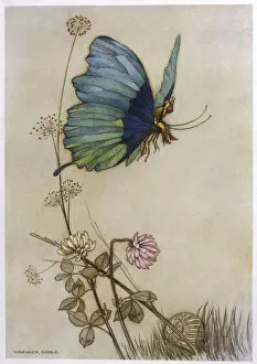 Tales Gallery: Tom Thumb + Butterfly