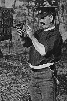 Related Images Gallery: Tommy and his thrush, WW1