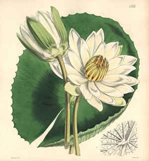 Tooth-leaved lotus, Nymphaea dentata Tooth-leaved lotus, Nymphaea dentata
