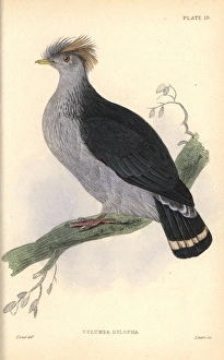 Topknot pigeon, Lopholaimus antarcticus Topknot pigeon, Lopholaimus antarcticus