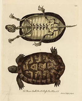 Tortoise skeleton and German tortoise species