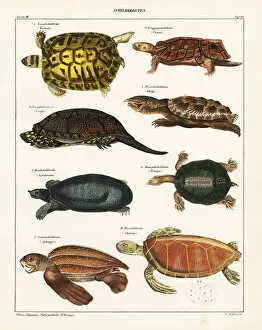 Nile Gallery: Tortoise and turtle species