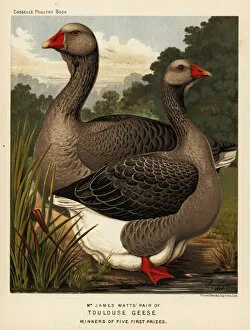 Crystal Collection: Toulouse geese with dewlap, cock and hen