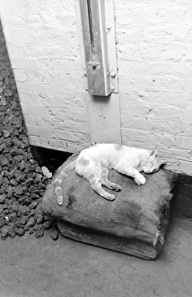 Tower Bridge, London - Tiger the engine room cat Tower Bridge, London - Tiger the engine room cat