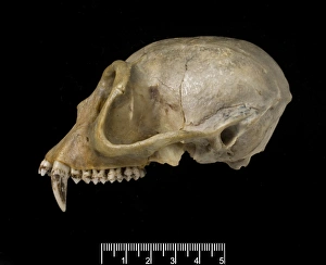 Trachypithecus delacouri, delacours langur Trachypithecus delacouri, delacours langur