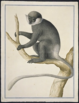 Trachypithecus vetulus, purple-faced leaf monkey Trachypithecus vetulus, purple-faced leaf monkey