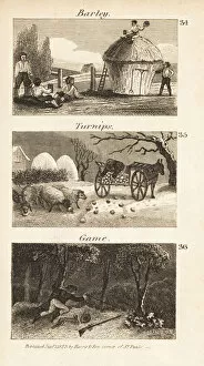 Hamper Gallery: Trades in Norfolk, Regency England. Barley, turnips and game