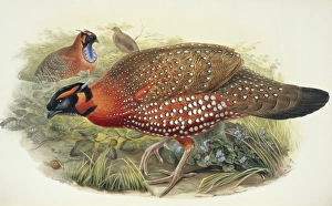 <b class=qtipBold><figcaption>Tragopan satyra, satyr tragopan</figcaption></b><br>Plate 49 from John Gould's The Birds of Asia, Vol. 7, (1850-83). Hand coloured lithograph. Date:<br><em>© Mary Evans / Natural History Museum</em> Tragopan satyra, satyr tragopan