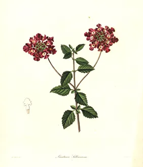 Trailing lantana, Lantana montevidensis Trailing lantana, Lantana montevidensis