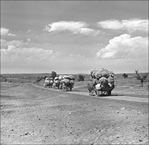 Madhya Gallery: Transporting goods in Madhya Pradesh, Central India