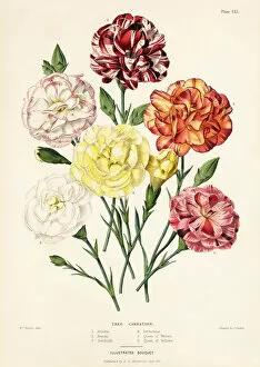 Humphreys Gallery: Tree carnation varieties, Dianthus caryophyllus