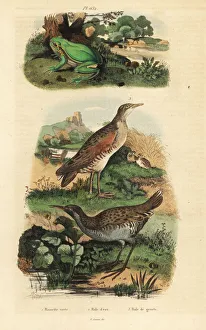 Fries Gallery: Tree frog, water rail and landrail