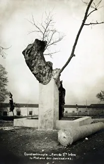 Tree of the Janissaries - Park by St Irene, Istanbul, Turkey Tree of the Janissaries - Park by St Irene, Istanbul, Turkey