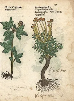 Tree mallow, Malva arborea, and cypress tree Tree mallow, Malva arborea, and cypress tree