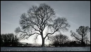 Images Dated 7th January 2008: Tree in snowy field Winter