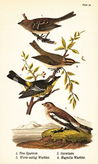 Tree sparrow, snow bunting, worm-eating warbler Tree sparrow, snow bunting, worm-eating warbler