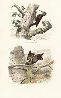 Treecreeper and wryneck Treecreeper and wryneck