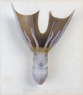 Tremoctopus velifer, octopus Tremoctopus velifer, octopus