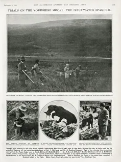 Trials on the Yorkshire Moors: the Irish Water Spaniels 1931 Trials on the Yorkshire Moors: the Irish Water Spaniels 1931
